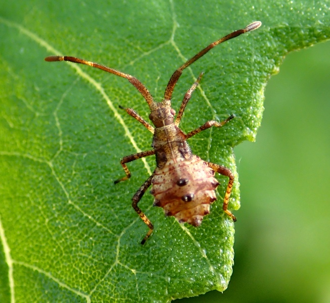 Coreidae: Coreus marginatus del Trevigiano (TV)